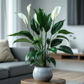 peace lily plant | luxe macon flower arrangement macon ga florist